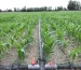 Irrigation 2
