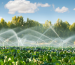 irrigation_farming